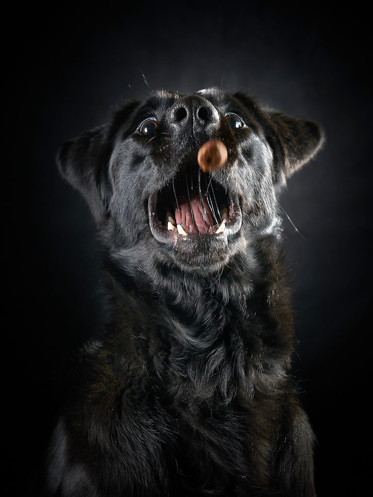Hund Hundeshooting Fotostudio 1