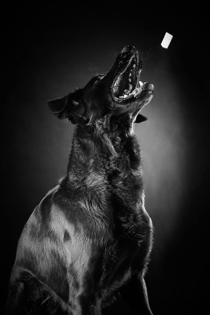 Hund Hundeshooting Fotostudio 3